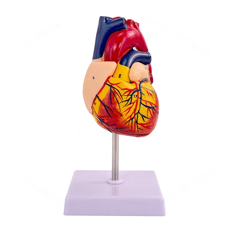 1:1 Human Heart Anatomy Model  - огляд і ціна Medical Lab Ultrasound