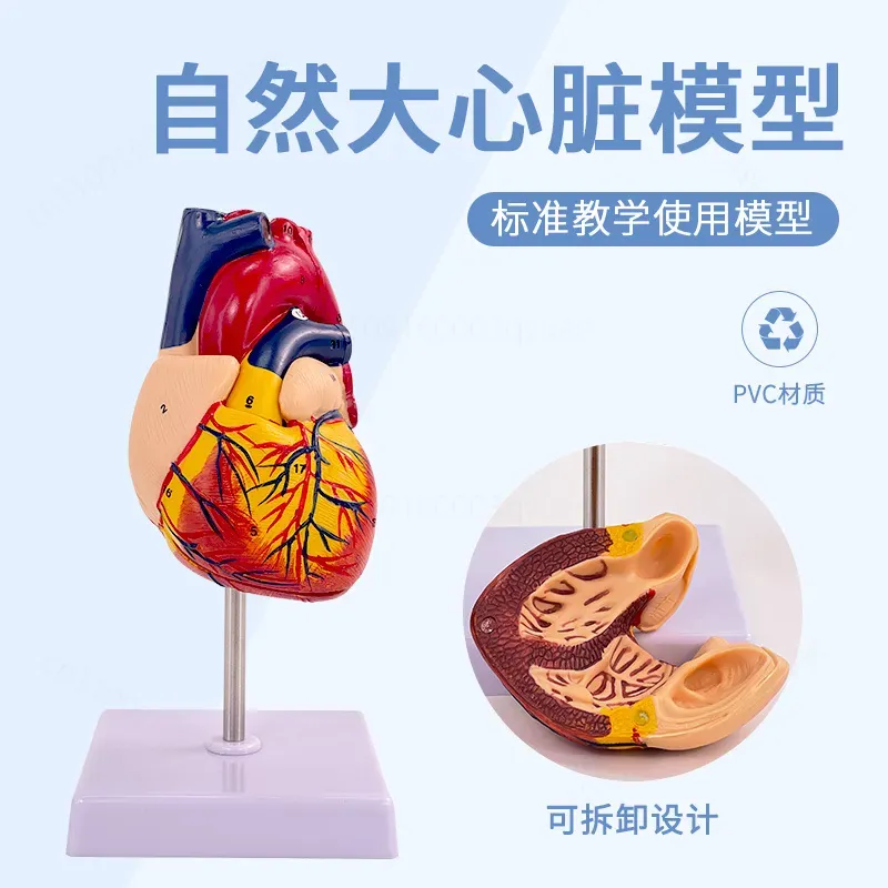 1:1 Human Heart Anatomy Model  - огляд і ціна Medical Lab Ultrasound