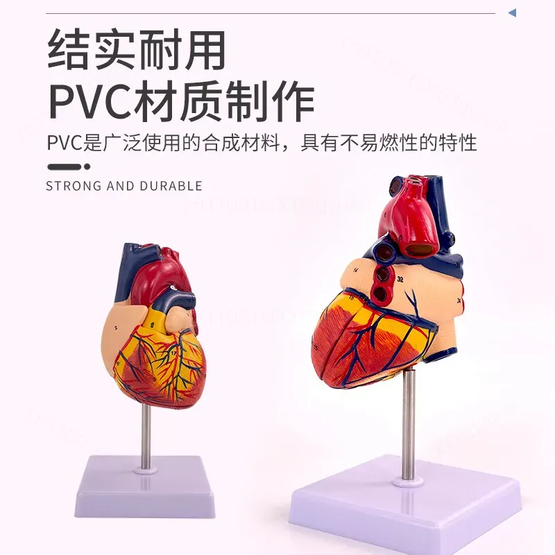 1:1 Human Heart Anatomy Model  - огляд і ціна Medical Lab Ultrasound