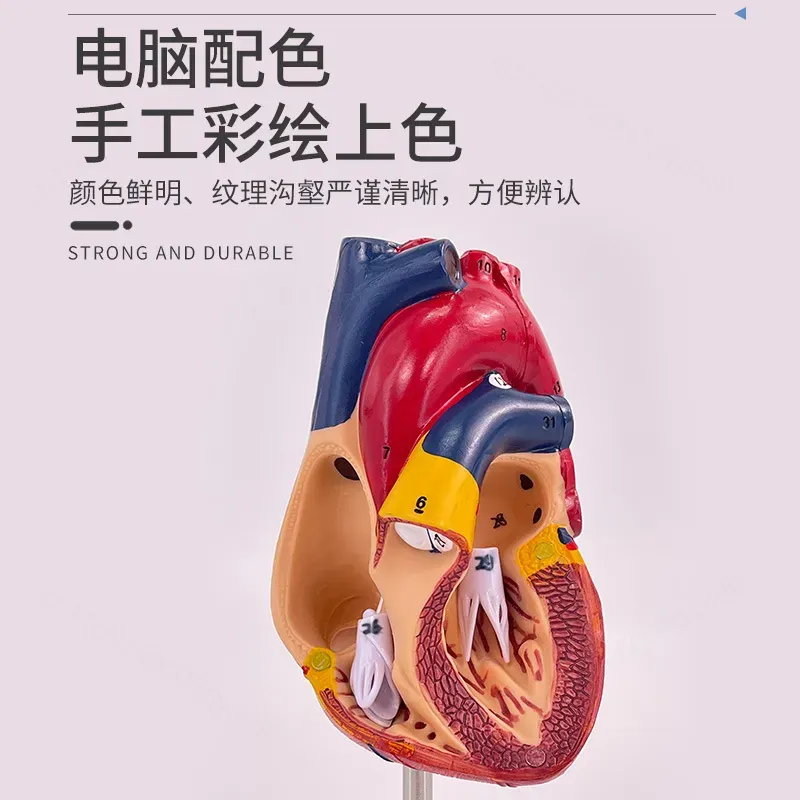 1:1 Human Heart Anatomy Model  - огляд і ціна Medical Lab Ultrasound